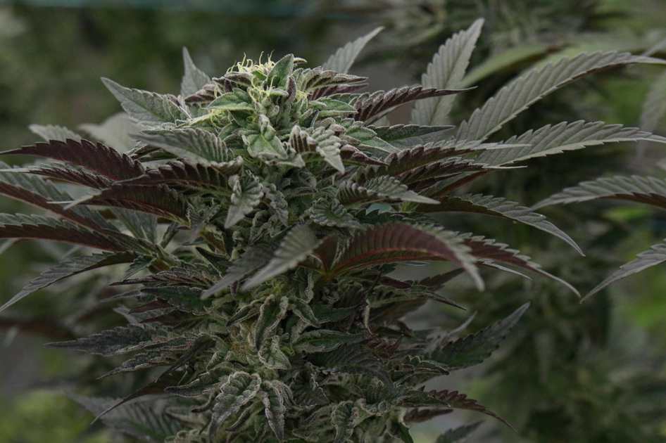 Toalha de Banho Felpuda Prisma Estampada 100% Algod�o